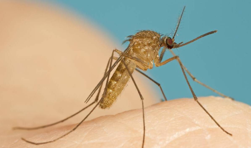 Muỗi culex truyền bệnh giun chỉ, viêm não Nhật Bản và cách phòng chống