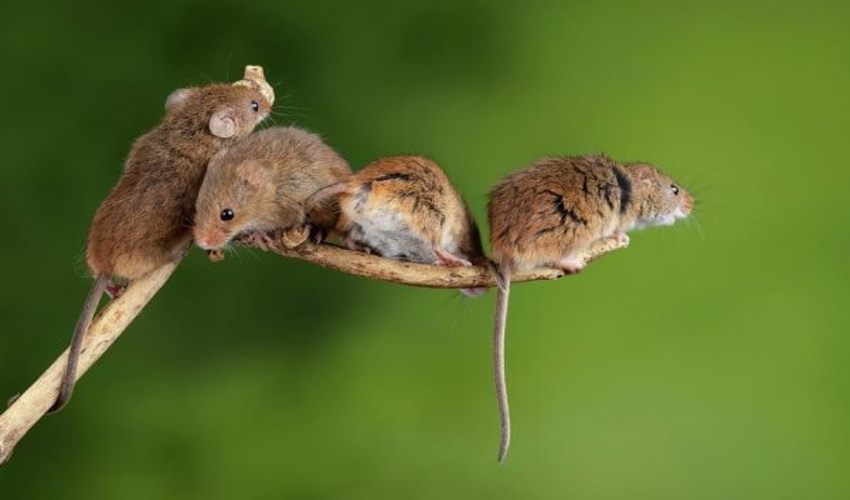 Cách diệt chuột hiệu quả xung quanh nơi ở của bạn