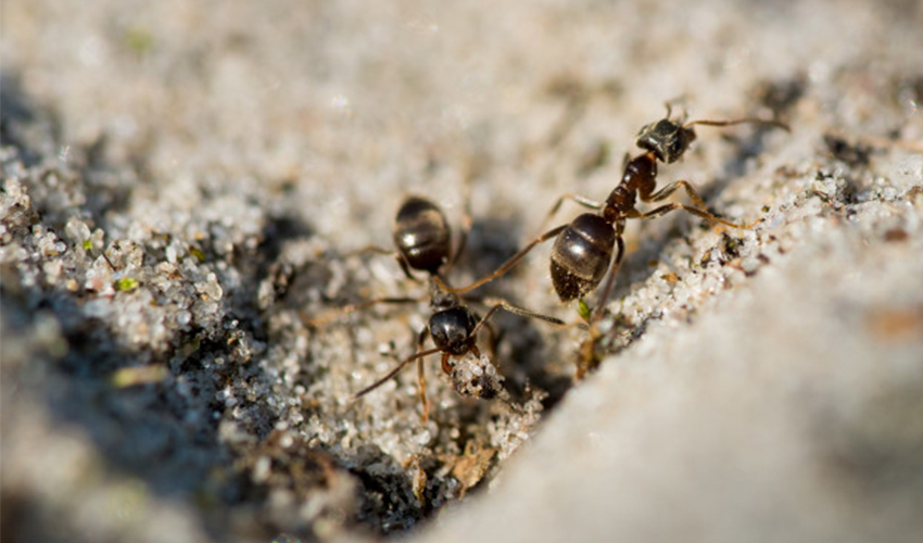 Ants and unexpected harms